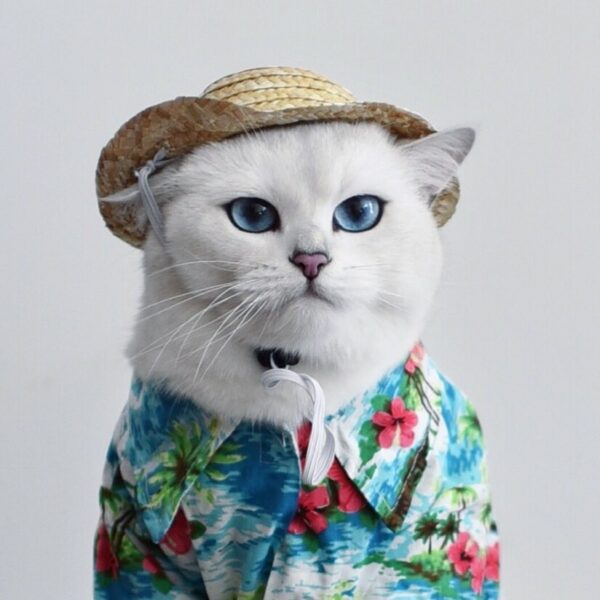 ảnh mèo Anh lông ngắn đẹp hoàng thượng áo hawaii