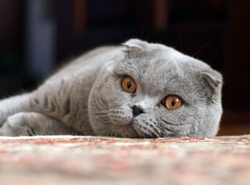 ảnh mèo Anh lông ngắn đẹp hoàng thượng biếng nhác