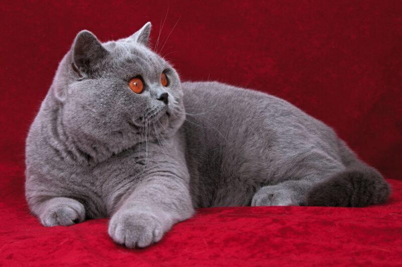 ảnh mèo Anh lông ngắn đẹp mắt đỏ