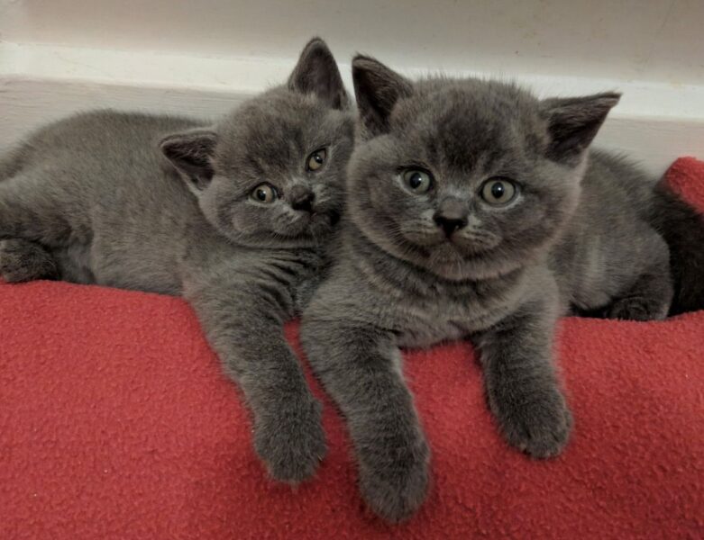 ảnh mèo Anh lông ngắn đẹp màu đen pha xám