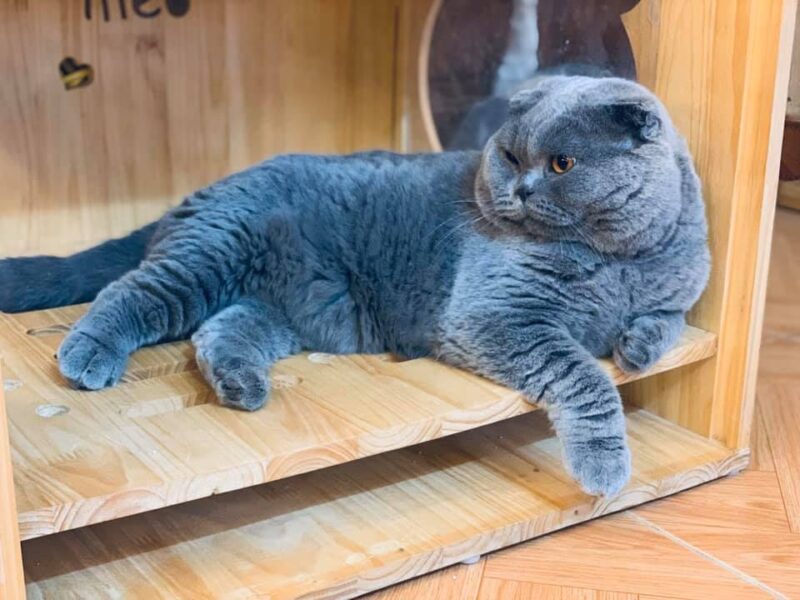 ảnh mèo Anh lông ngắn đẹp phong cách hoàng tử