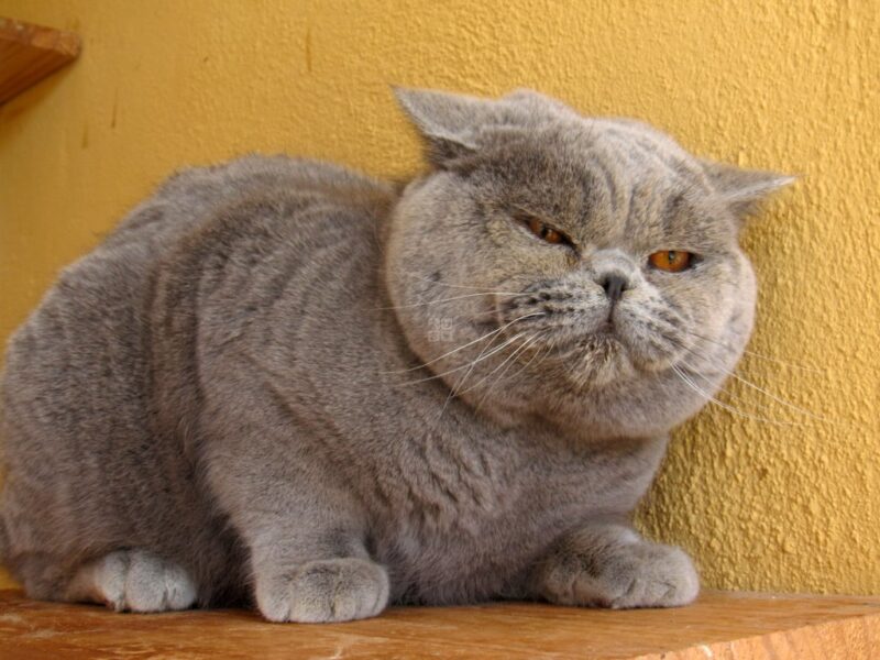 ảnh mèo Anh lông ngắn đẹp thân hình mập ú