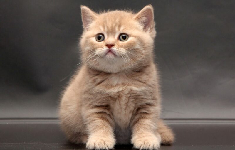 ảnh mèo Anh lông ngắn đẹp vằn cam thân hình bé con