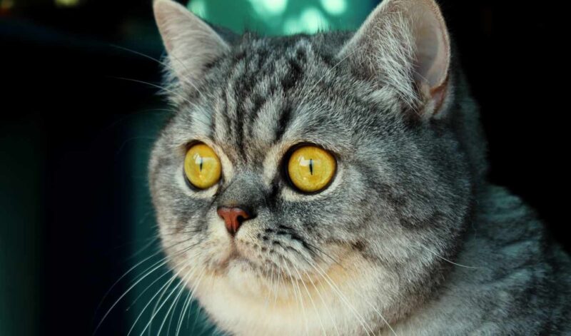 ảnh mèo Anh lông ngắn đẹp vằn xám mắt vàng