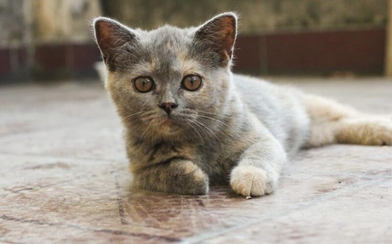 ảnh mèo Anh lông ngắn màu đồi mồi