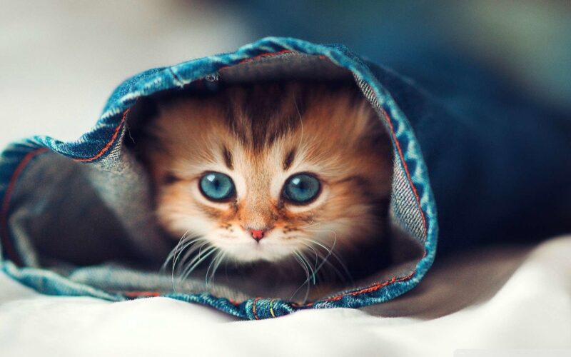 ảnh mèo Munchkin đẹp chui trong chăn