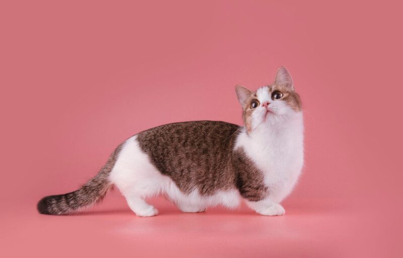 ảnh mèo Munchkin đẹp lông trắng nâu đậm