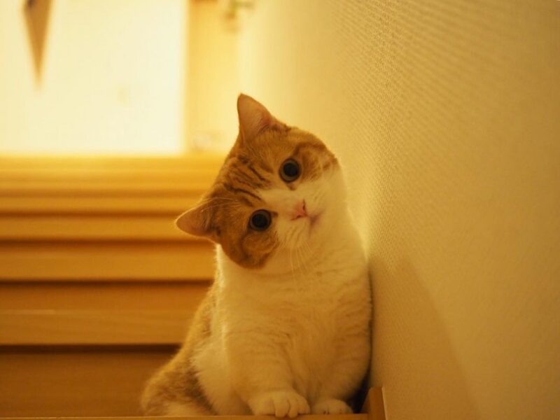 Schönes Munchkin-Katzenfoto, das seinen Kopf neigt