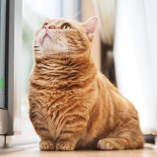 schönes Munchkin-Katzenfoto, das oben schaut
