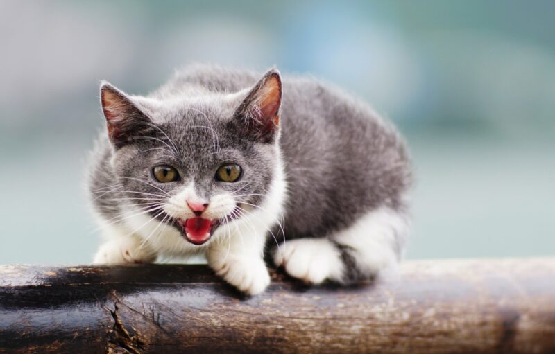 Schönes verärgertes Munchkin-Katzenfoto