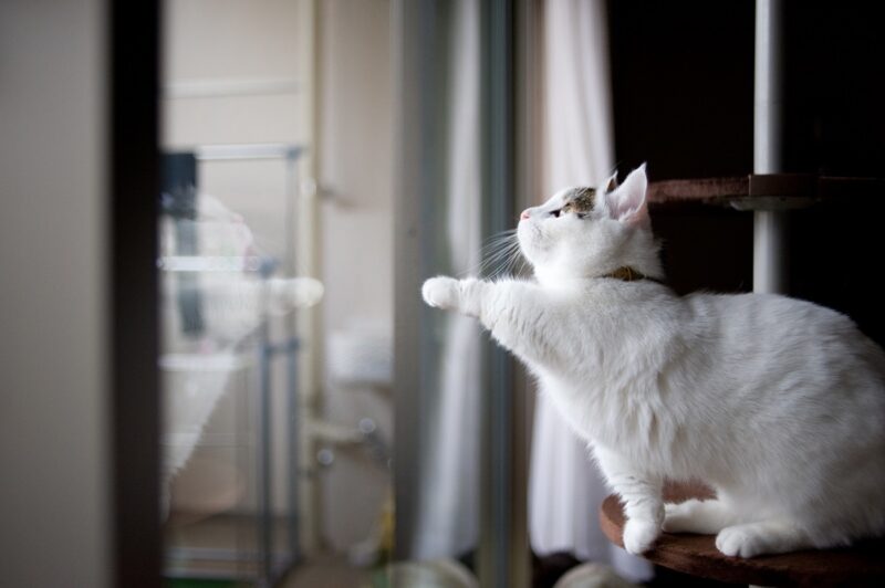 Ảnh mèo Munchkin trắng đẹp soi gương