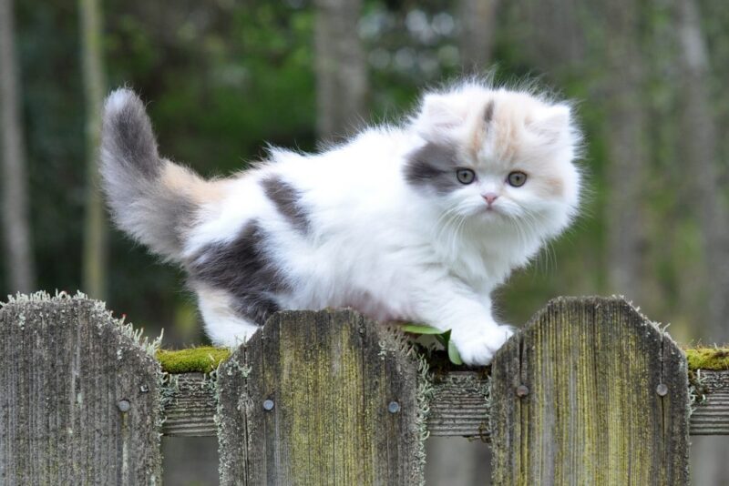 Bức ảnh về mèo Munchkin đẹp và rối bời