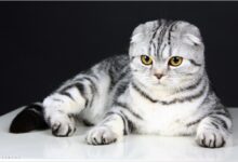 ảnh mèo Tai Cụp đẹp