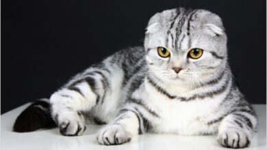 ảnh mèo Tai Cụp đẹp