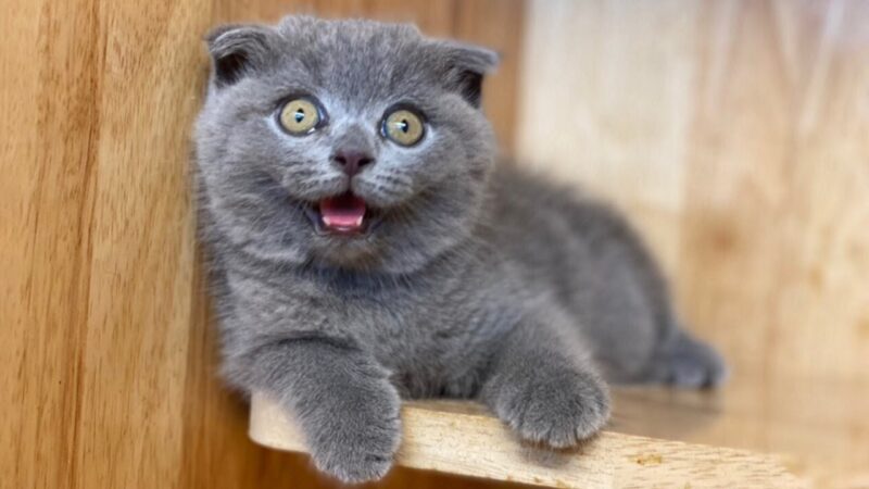 ảnh mèo Tai Cụp đẹp khuôn mặt hài hước