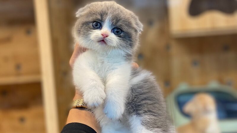 ảnh mèo Tai Cụp đẹp mặt buồn