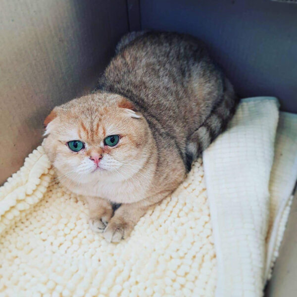 ảnh mèo Tai Cụp đẹp mắt xanh