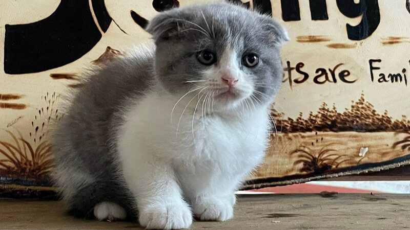 ảnh mèo Tai Cụp đẹp màu xám