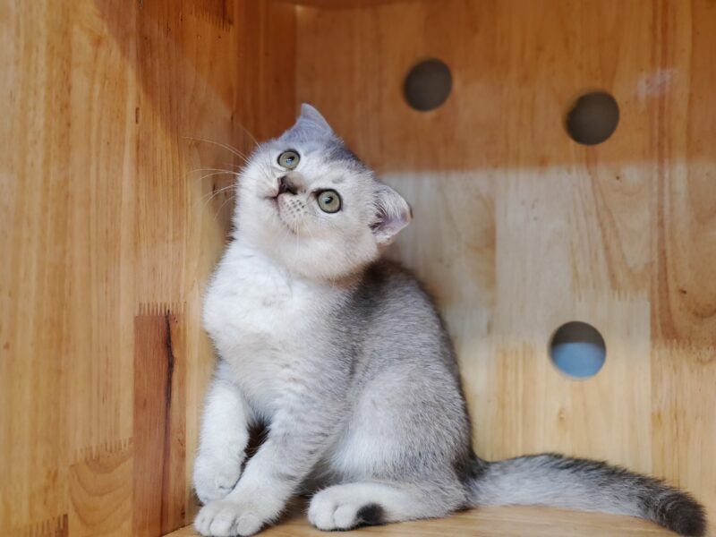 ảnh mèo Tai Cụp đẹp nằm trong hộp