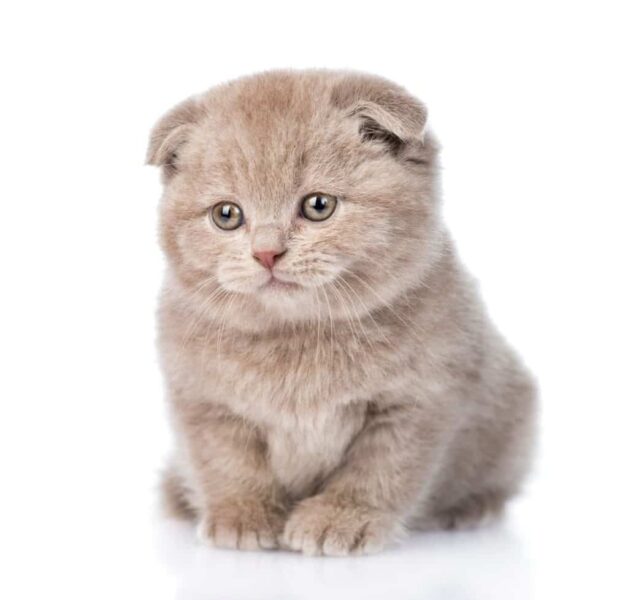 ảnh mèo Tai Cụp đẹp nền trắng