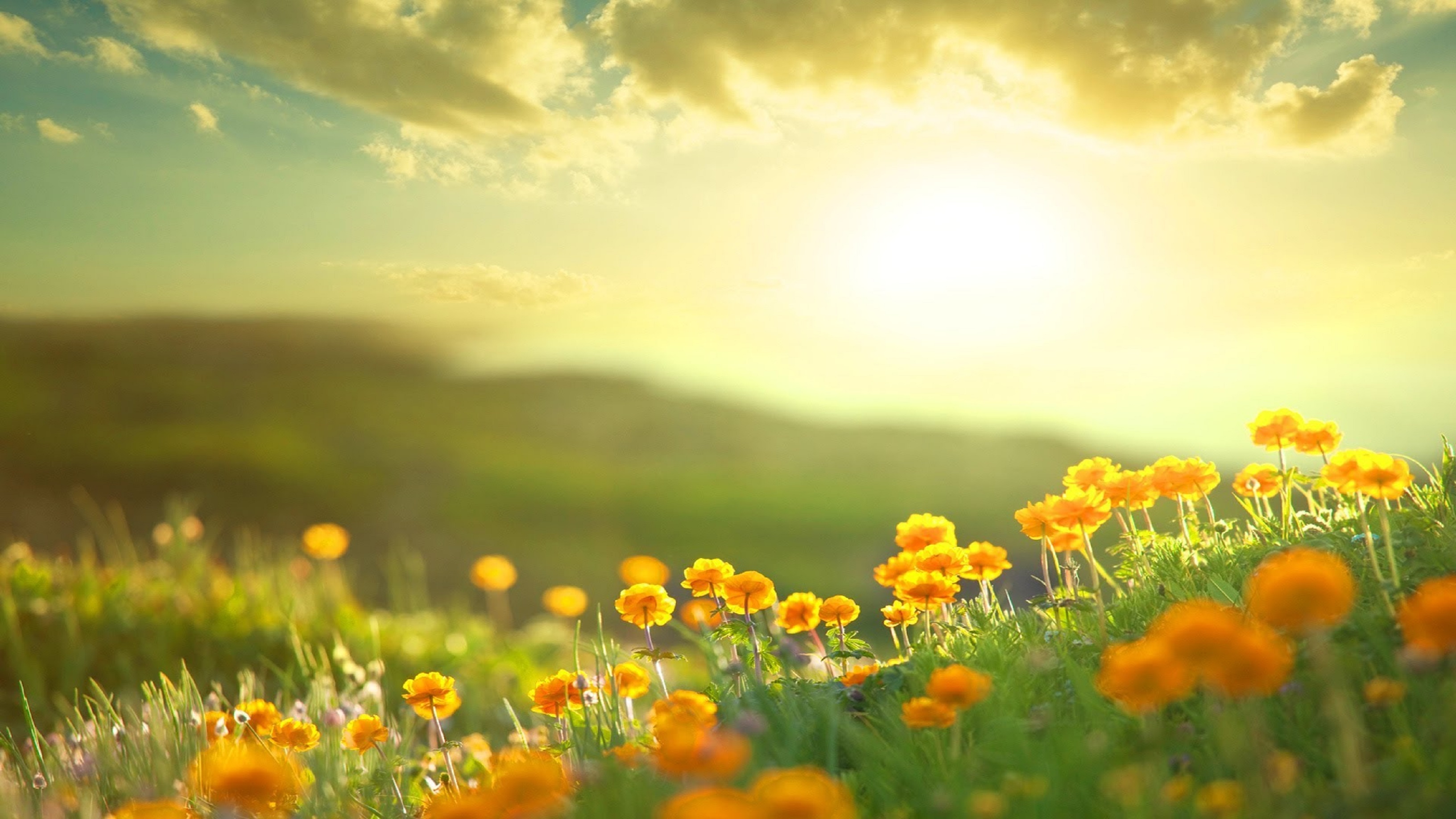 Tia nắng vàng rực rỡ, sánh bước cùng những đóa hoa mới nở, tạo nên một bức tranh sắc màu thiên nhiên đặc biệt. Hình ảnh nắng vàng này sẽ đem đến cho bạn một trải nghiệm mới lạ, cảm nhận mùa xuân tươi đẹp và tự do bay bổng những ước mơ của mình.