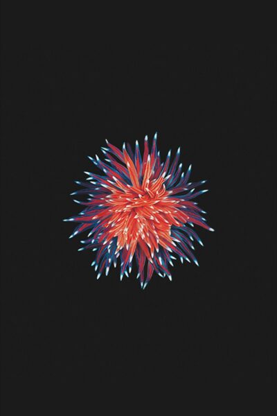 Ảnh nền iPhone SE 3D