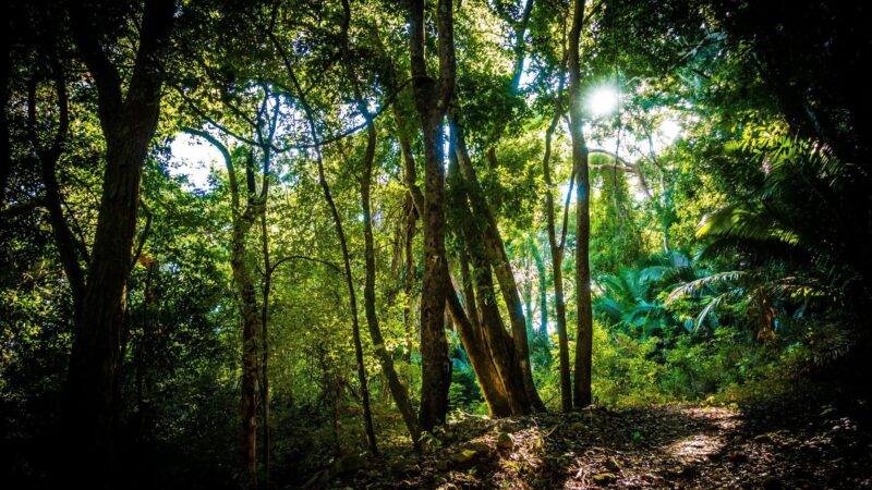 Ảnh rừng cây xanh cuốn hút