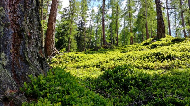 Ảnh rừng cây xanh mướt