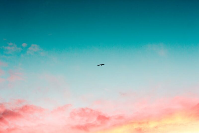 Background bầu trời - background sky cánh chim bay