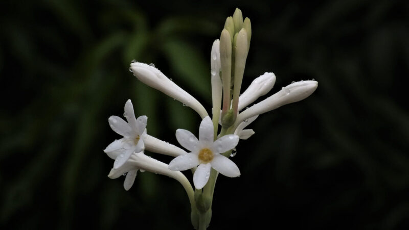 Hình ảnh avatar tang lễ hoa nhỏ