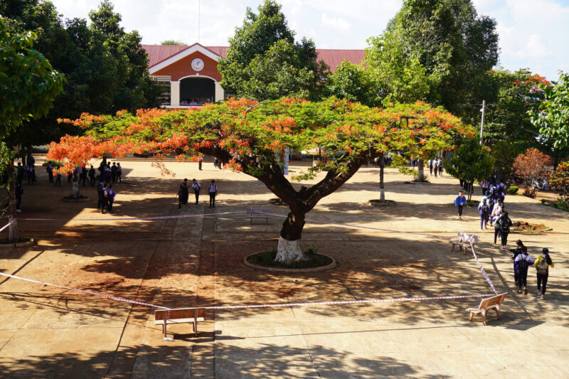 Hình ảnh cây phượng ở sân trường