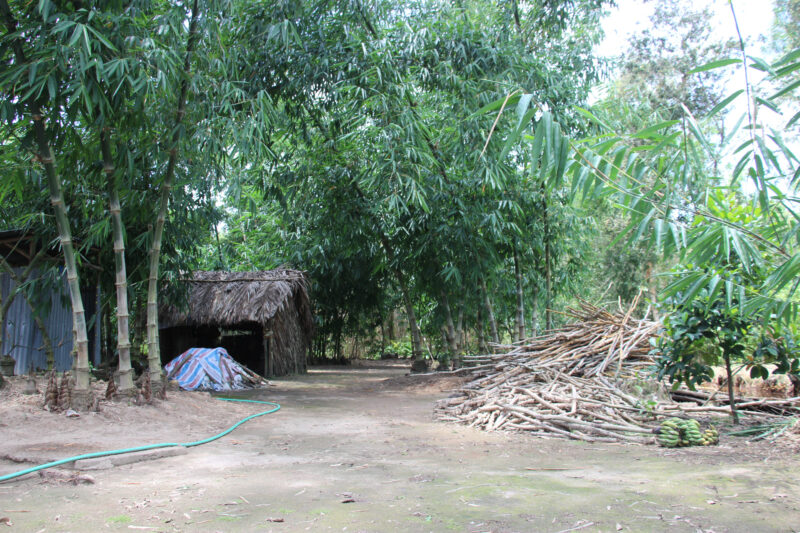 Hình ảnh cây tre đẹp nhất