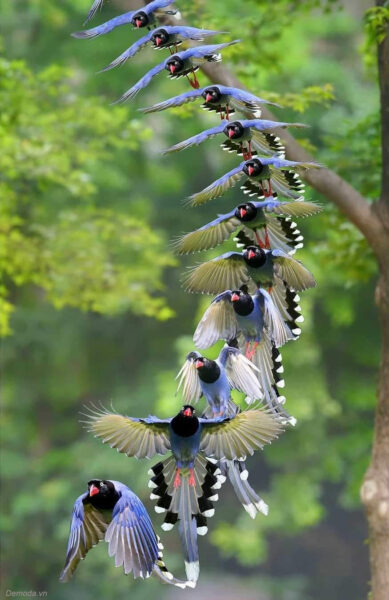 Hình ảnh con chim bay theo đàn tuyệt đẹp