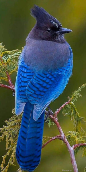 Hình ảnh con chim tuyệt đẹp màu xanh