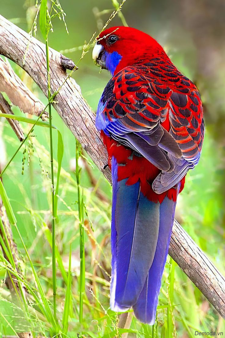 ẢNH TOP 25 loài chim quý hiếm và tuyệt đẹp