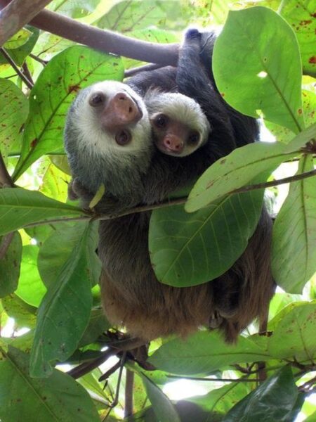 Hình ảnh con Lười