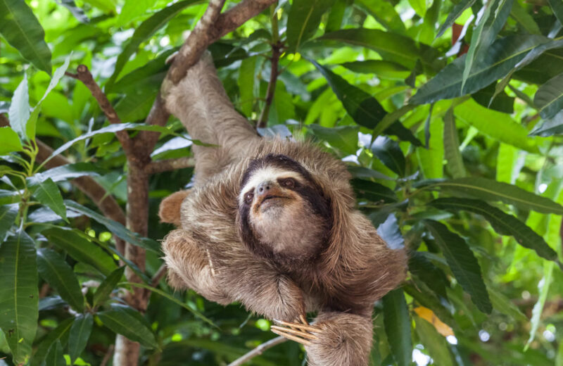 Hình ảnh con Lười đẹp