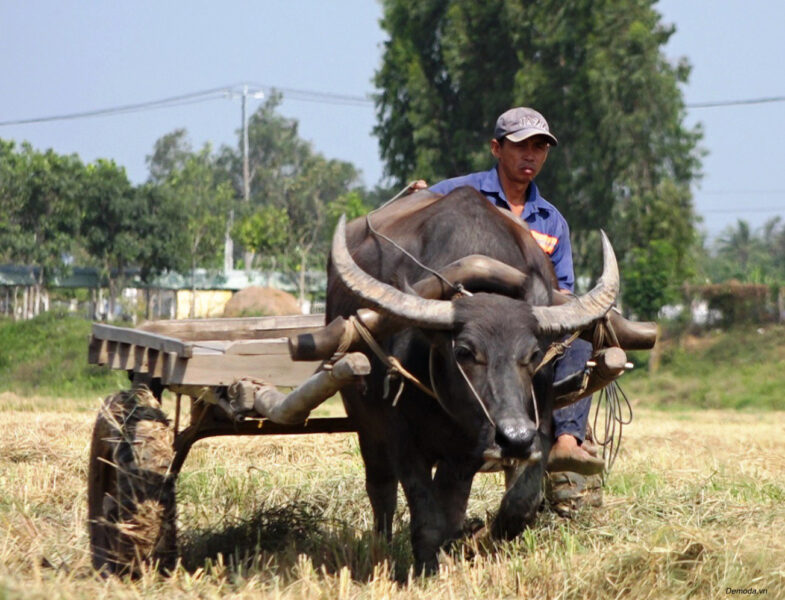 Hình ảnh chú trâu kéo xe