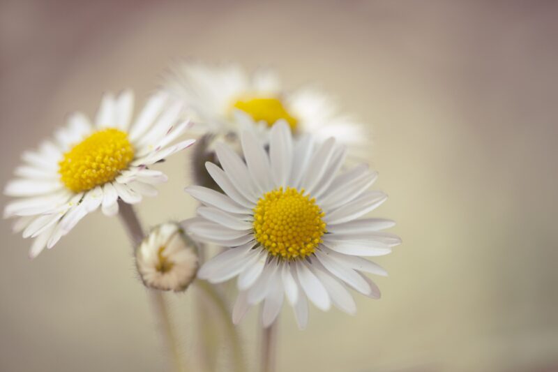 Hình ảnh hoa cúc trắng zoom cận