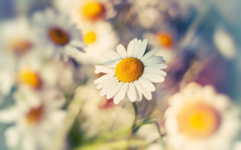 Hình ảnh hoa cúc trắng zoom cận siêu đẹp