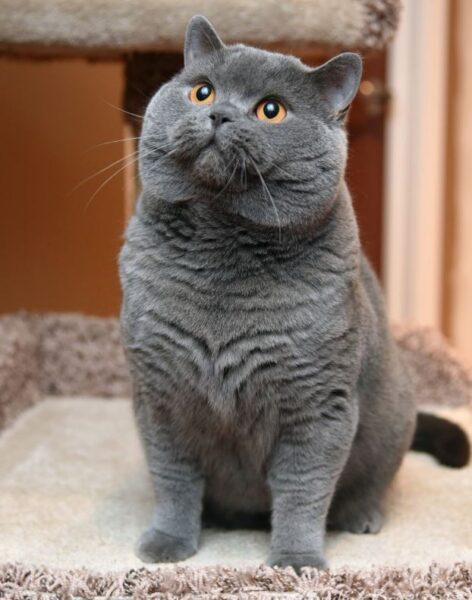 hình ảnh mèo Anh lông ngắn màu xám