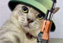 hình ảnh mèo ff đội mũ xanh