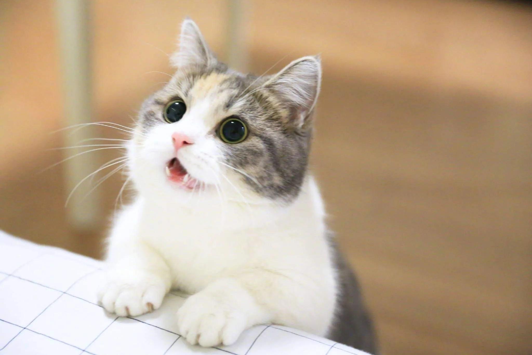 99+ Ảnh Mèo Munchkin Đẹp, Cute, Siêu Đáng Yêu