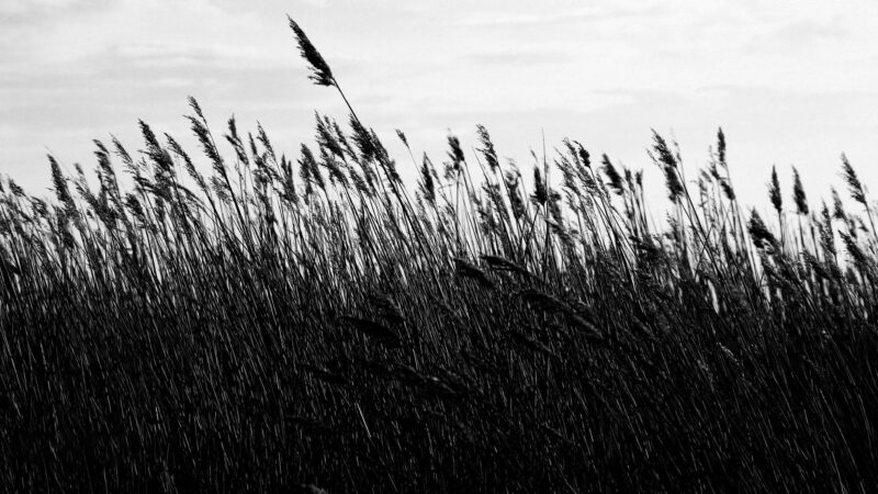 Hình buồn đám tang đồng cỏ