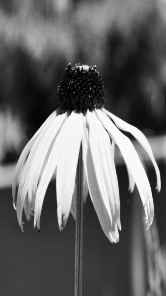 Hình buồn đám tang hoa héo