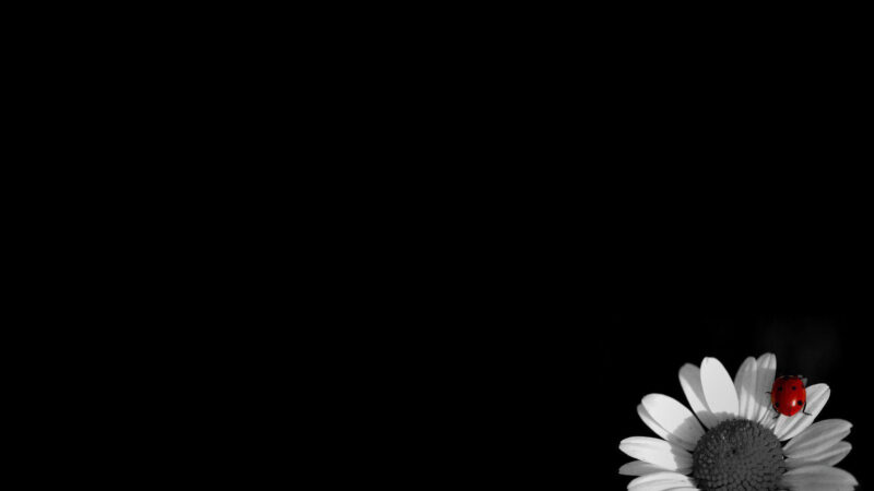 Hình buồn đám tang và bọ cánh cam