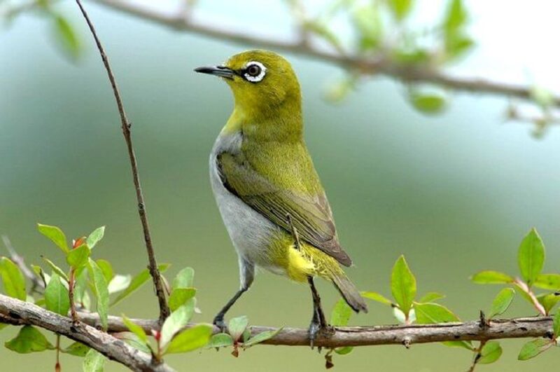 Tổng hợp hình ảnh chim Họa Mi đẹp nhất