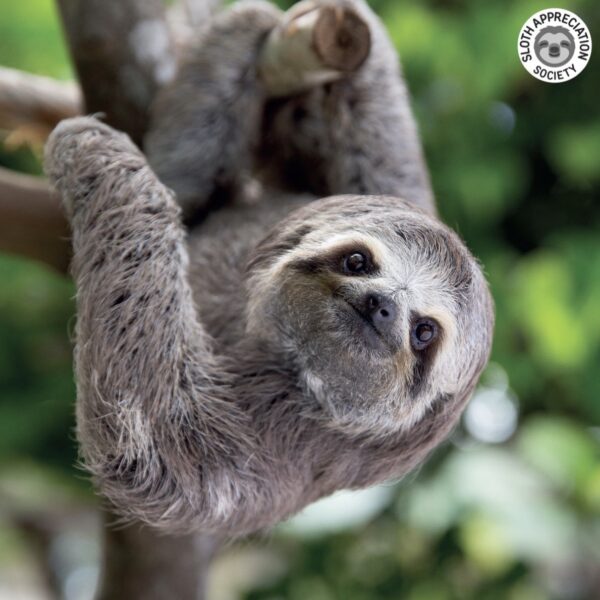 Hình con Lười chân thực nhất