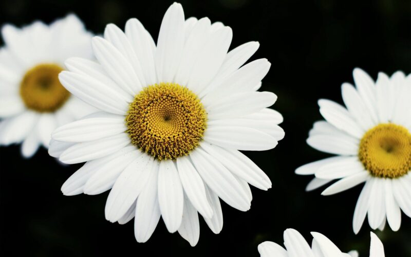 Hình hoa cúc trắng đẹp nền đen khiến chúng càng nổi bật