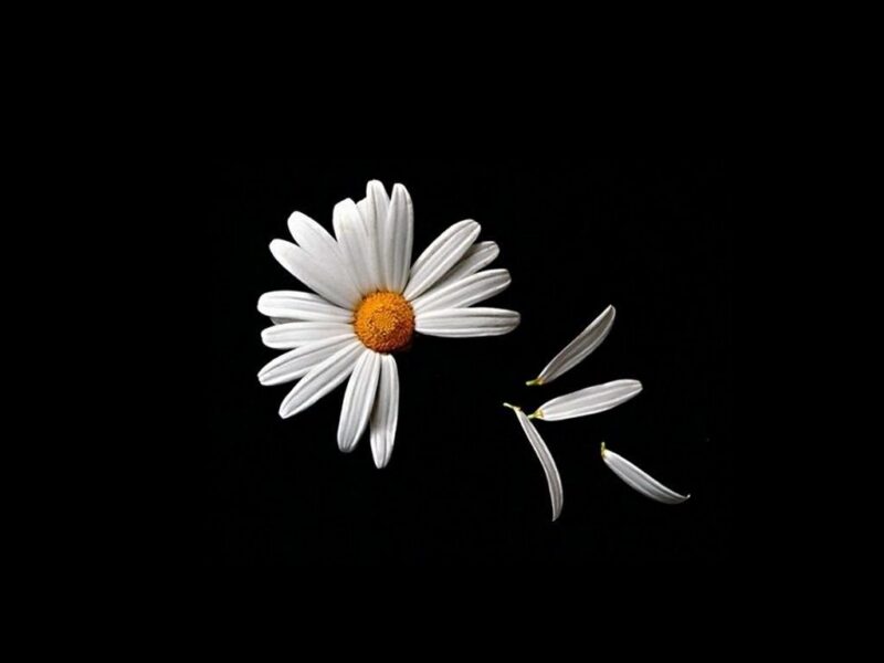 Hình hoa cúc trắng đẹp rụng vài ba cánh hoa